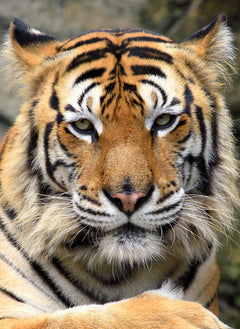 Carnet - Tigre