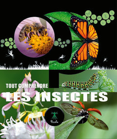 Les insectes - Tout comprendre
