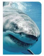 Requin