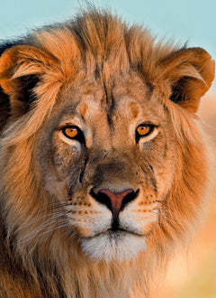 Carnet - Lion