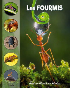 Les fourmis