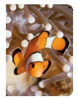 Poisson clown