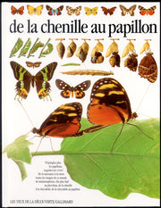 DE LA CHENILLE AU PAPILLON