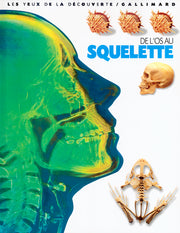 DE L'OS AU SQUELETTE