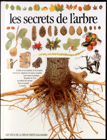 Les secrets de l'arbre