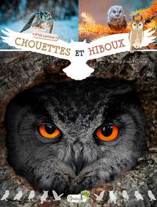 Chouettes et hiboux