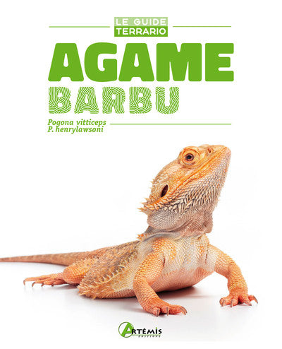 Agame barbu