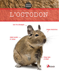 Octodon
