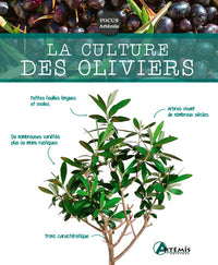 La culture des oliviers