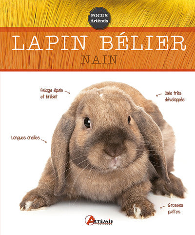 Lapin bélier