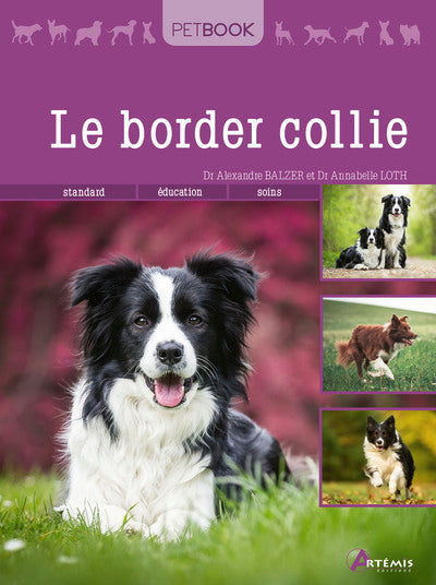 Border collie