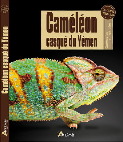 Caméléon casqué du Yémen
