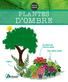 Plantes d'ombre