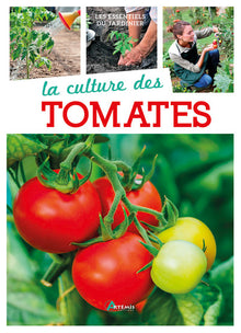 La culture des tomates