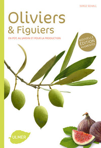 Oliviers et figuiers