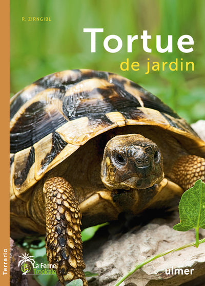 La tortue de jardin