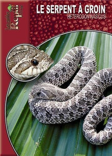 Le serpent à groin