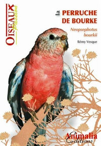 La perruche de Bourke