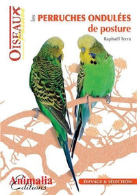 Les perruches ondulées de posture