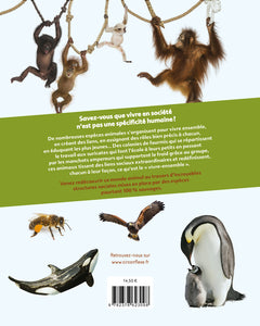 Sociétés animales
