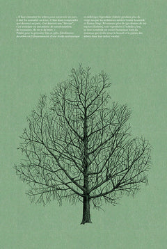 L'architecture des arbres