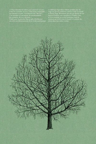 L'architecture des arbres