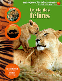 La vie des félins