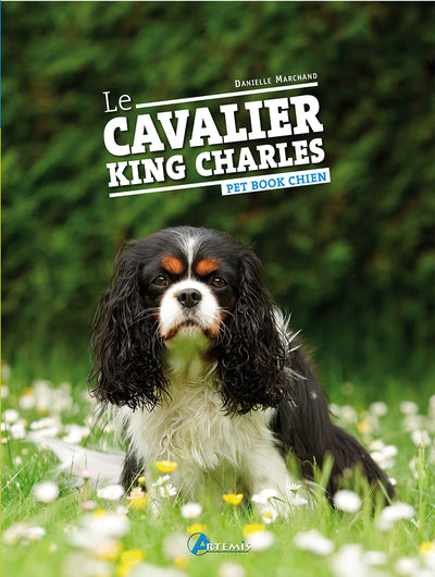 Le cavalier king charles