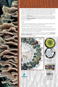 Champignons d'Europe tempérée