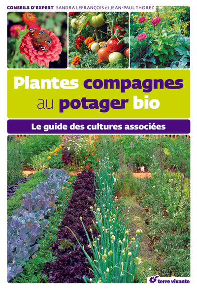 Plantes compagnes au potager bio