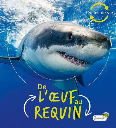 De l'oeuf au requin