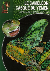 Le caméléon casqué du Yemen - Chamaeleo calyptratus
