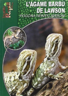 L'agame barbu de Lawson